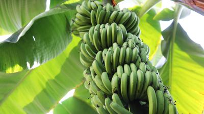 Bananas growing from tree